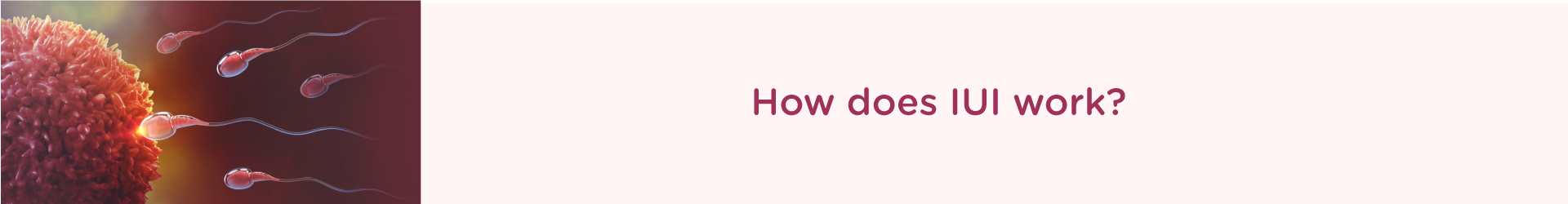 How Does IUI Work?