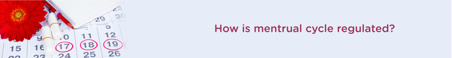How is mentrual cycle regulated?
