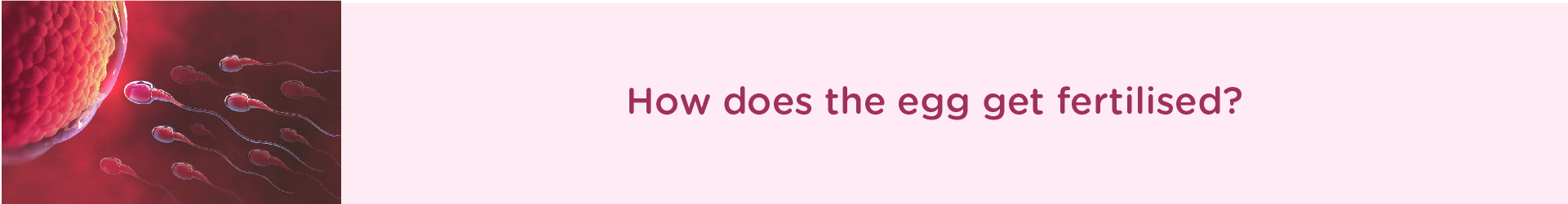 How Does the Egg Get Fertilized?