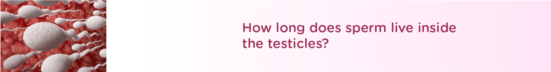 How long the sperm lives inside the testicles?