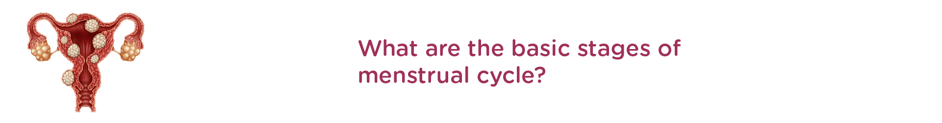 What are the Basic stages of Menstrual Cycle?