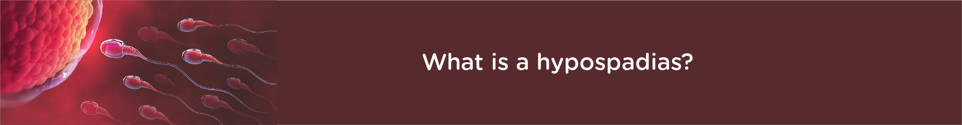 What Is a Hypospadias?