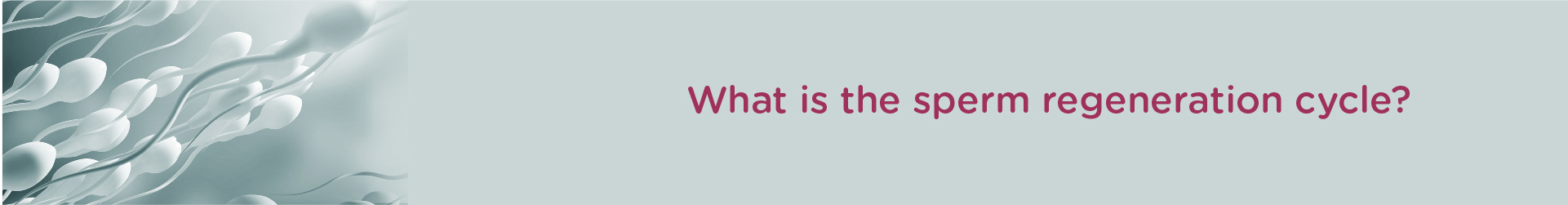 What is the sperm regeneration cycle?